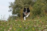 BORDER COLLIE 753